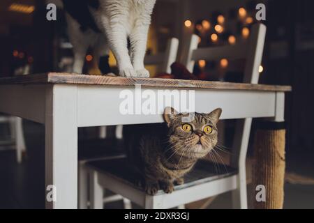 Schöne zweifarbige Streifen Katze mit gelben Augen Scottish Fold Stockfoto