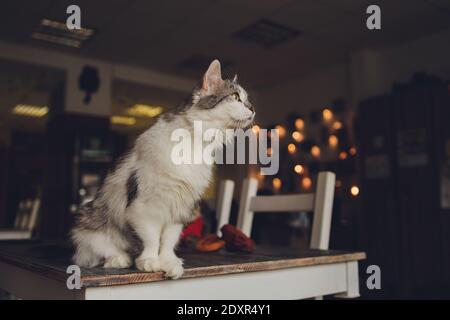 Nahaufnahme eines weißen grauen Himalaya-Katzengesichtes Kamera im täglichen Zuhause Stockfoto