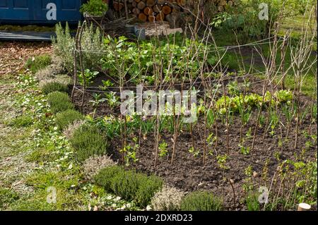 Ein Vorgeschmack auf die Dinge zu kommen, Ukraine Zuteilung Themenschau Garten im RHS Cardiff in 2014 Stockfoto