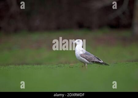 Zweite Winter-Hybrid-Heringsmöwe (Larus argentatus)/kleine Schwarzrückenmöwe (Larus fuscus) Norwich Stockfoto