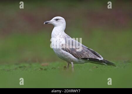 Zweite Winter-Hybrid-Heringsmöwe (Larus argentatus)/kleine Schwarzrückenmöwe (Larus fuscus) Norwich Stockfoto