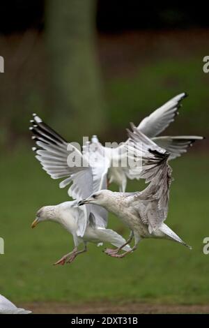 Zweite Winter-Hybrid-Heringsmöwe (Larus argentatus)/kleine Schwarzrückenmöwe (Larus fuscus) Norwich Stockfoto