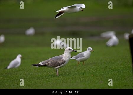 Zweite Winter-Hybrid-Heringsmöwe (Larus argentatus)/kleine Schwarzrückenmöwe (Larus fuscus) Norwich Stockfoto