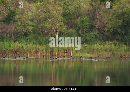 Schöne Gruppe von kleinen pfeifenden Ente auf See Leben und Umwelt des Regenwaldes Natur Hintergrund Stockfoto