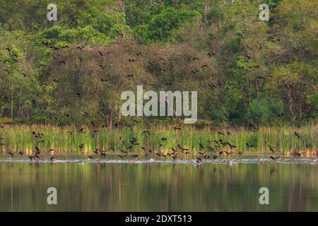 Schöne Gruppe von kleinen pfeifenden Ente auf See Leben und Umwelt des Regenwaldes Natur Hintergrund Stockfoto