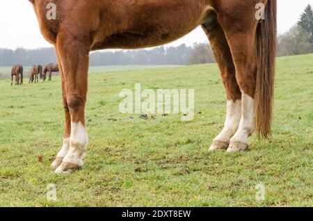 Nahaufnahme von Pferdehufen und Hinterbeinen eines Hauspferdes (Equus ferus caballus) Anatomie, auf einer Weide auf dem Land in Deutschland, Westeuropa Stockfoto