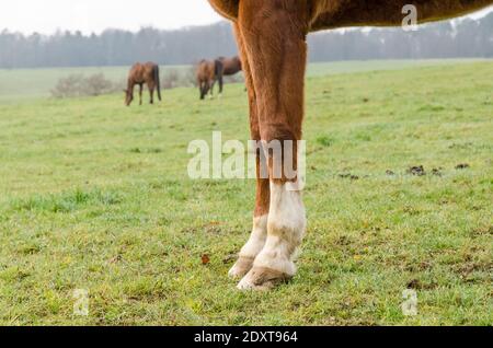 Nahaufnahme der Hufe und Beine eines braunen Hauspferdes (Equus ferus caballus) Anatomie, auf einer Weide auf dem Land in Deutschland, Westeuropa Stockfoto