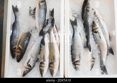 Fisch Verkauf im Markt. Dorade Fisch auf Eis. Stockfoto