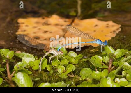 Aztec Dancer Damselfly Männchen und Weibchen ovipositing, Argia nahuana, Coenagrionidae. Stockfoto