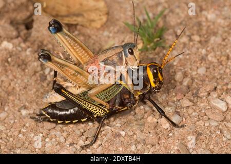 Plains Lubber Grasshopper Männchen, Brachystola magna, Verpaarung mit Horse Lubber Grasshopper Weibchen, Taeniopoda eques, Acrididae. Stockfoto