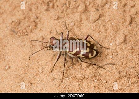 Schräg ausgekleidete Tigerkäfer, Cicindela tranquebarica, Cicindelinae, Carabidae. Stockfoto