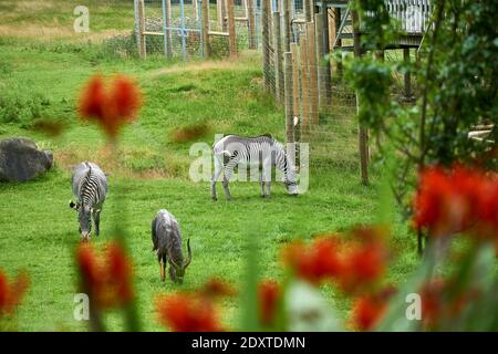 Zebras grasen auf einem Feld im RZSS Edinburgh Zoo, Schottland, Großbritannien Stockfoto