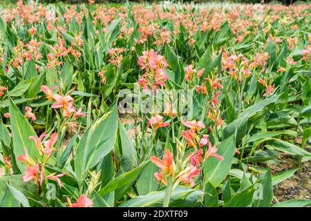 Rosa Canna Indica Blume mit grünen Blättern wächst auf dem Feld, auch als Indian Shot, afrikanische Pfeilwurzel, essbare Canna, lila Pfeilwurzel, Sierra L Stockfoto