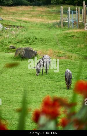 Zebras grasen auf einem Feld im RZSS Edinburgh Zoo, Schottland, Großbritannien Stockfoto