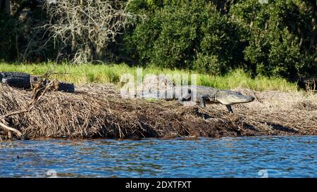 American Alligator; zu Fuß in Richtung Wasser, ein anderes auf Bank, Alligator mississippiensis; Tier; Natur; Reptil; Tierwelt; Myakka River State Park; Flo Stockfoto