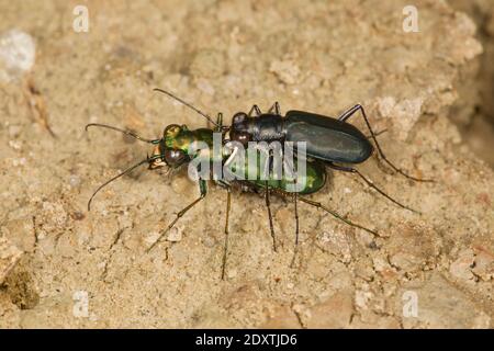 Black Sky Tiger Beetle männliche und weibliche Paarung, Cicindelidia nigrocoerulea, Cicindelinae, Carabidae. Stockfoto