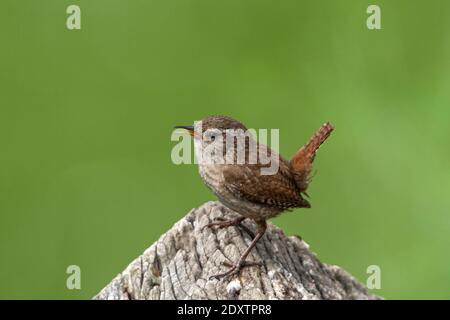 Winter Wren Troglodytes troglodytes Stockfoto