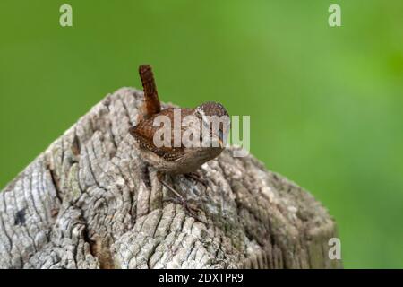 Winter Wren Troglodytes troglodytes Stockfoto