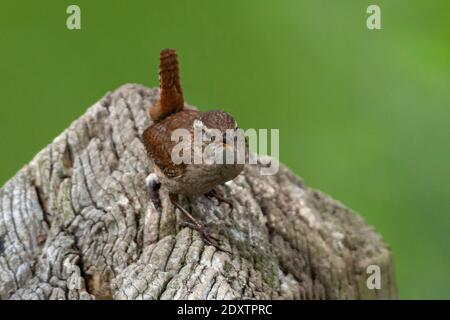 Winter Wren Troglodytes troglodytes Stockfoto