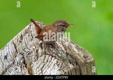 Winter Wren Troglodytes troglodytes Stockfoto