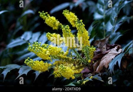 Mahonia sind beliebte Gartenpflanzen, die in Taiwan beheimatet sind, nicht in Japan, wie der wissenschaftliche Name schon sagt. Stockfoto