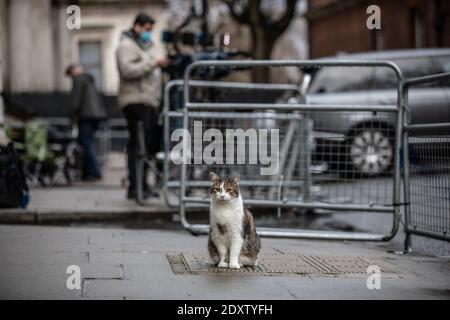 Larry die Katze sitzt außerhalb Nr.10 Downing Street als die Regierung erwartet ein Handelsabkommen zwischen der britischen Regierung und Die EU-Kommission soll den Brexit besiegeln Stockfoto