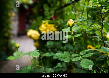 Aufnahme von gelben Rosen auf einem Busch in einem Garten Stockfoto