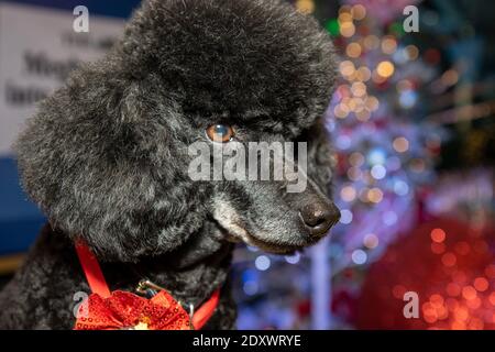 Ein schöner schwarzer Pudel Hund sitzt bei einem festlichen Weihnachten Baum Stockfoto