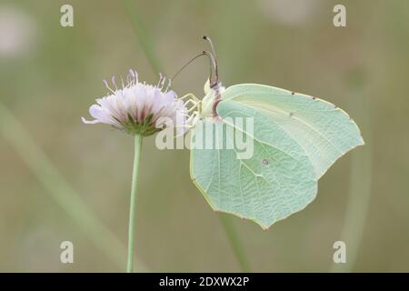 Nahaufnahme eines Kleoptara-Schmetterlings, Gonepteryx cleopatra in Gard, Frankreich Stockfoto