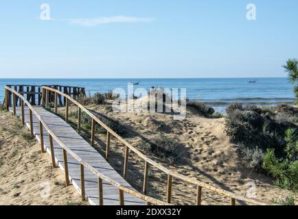 Ein Holzweg zwischen Kiefern und Sanddünen Stockfoto