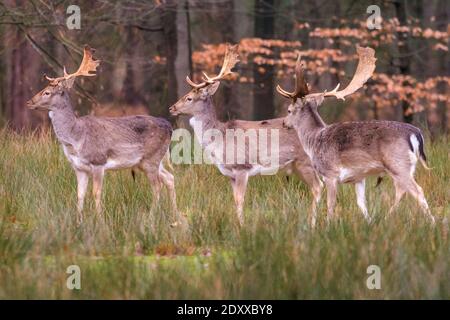 Duelmen, NRW, Deutschland. Dezember 2020. Dama dama im Wald bringen an einem trockenen, aber kalten Weihnachtsabend etwas festlichen Geist in die Landschaft des Münsterland. Kredit: Imageplotter/Alamy Live Nachrichten Stockfoto