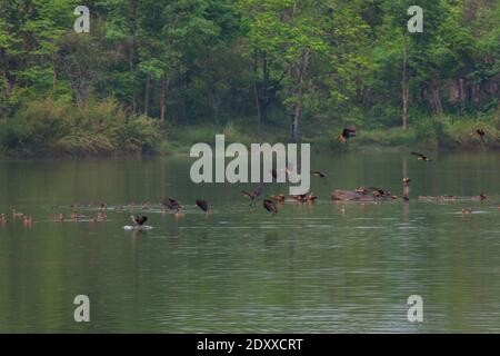 Schöne Gruppe von kleinen pfeifenden Ente fliegen und Aktivität in Regen auf See Leben und Umwelt des Regenwaldes Natur Hintergrund Stockfoto