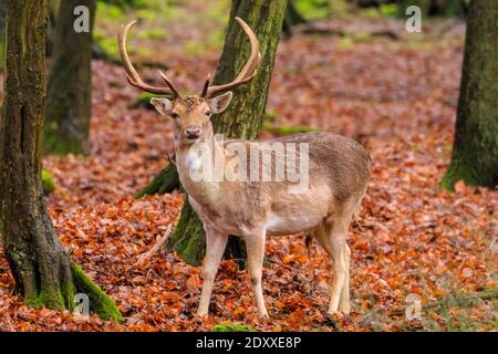 Duelmen, NRW, Deutschland. Dezember 2020. Dama dama im Wald bringen an einem trockenen, aber kalten Weihnachtsabend etwas festlichen Geist in die Landschaft des Münsterland. Kredit: Imageplotter/Alamy Live Nachrichten Stockfoto