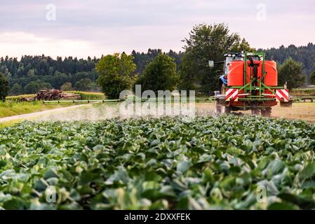 Traktor Pflanzenschutz Kohl Feld Stockfoto