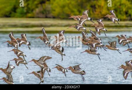 Schwarzschwanzgöttchen Limosa limosa, die im Winter über die Binnengewässer Südwestfrankreichs wandern Stockfoto