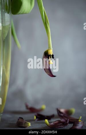 Trocken verwelkt Tulpenblume auf einer Vase und Blätter auf dem Boden vor grauem Hintergrund. Große Blütenknospen Stockfoto