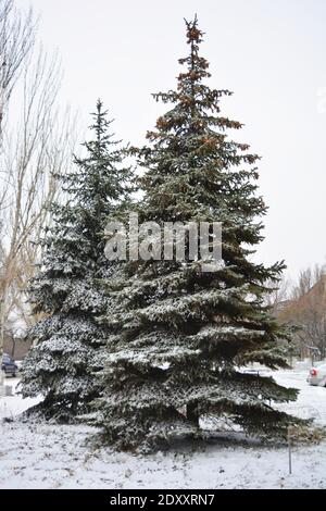 Hohe, wunderbar grüne Weihnachtsbäume sind Ende Dezember mit flauschigem weißen Weihnachtsschnee bedeckt. Stockfoto