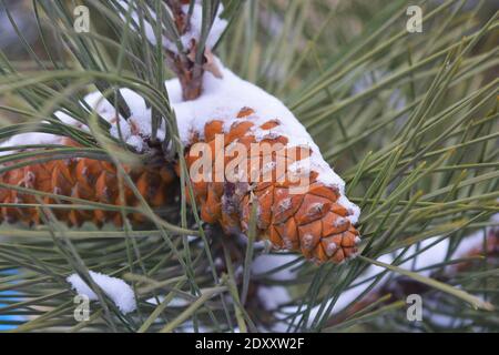 Braune Tannenzapfen wachsen im Dezember auf Ästen von Edelkiefern, die mit weißem Schnee bedeckt sind. Stockfoto