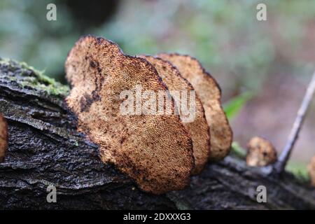 Reihe von inonotus Baumpilz auf feuchten Baumstamm mit Speicherplatz kopieren Stockfoto