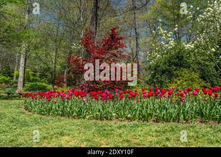 Leuchtende Farben des Frühlings im Park mit Tulpen In einem Blumenbeet, das die neu bepflanzten Bäume und Sträucher umgibt Mit einem blauen Himmel an einem sonnigen Tag ich Stockfoto