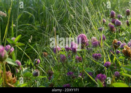 Ein Sommermorgen voller kleiner Wunder. Klee in einem mit Tau bedeckten Netz Stockfoto