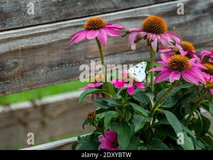 Eine Gruppe von purpurnen Kegelblumen auf einem Missouri Hinterhof Deck zieht einen einzelnen karierten weißen Schmetterling an einem warmen sonnenscheinenden Tag an. Bokeh-Effekt. Stockfoto