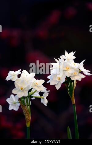 narcissus Inbal, Papierweiß, zarte Narzisse, Narcissus Papyraceus Inbal, Tazetta Daffodil, weiße Blumen, Blüte, Blüte, Winter, weihnachtsblüte, ch Stockfoto