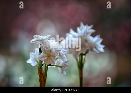 narcissus ziva, Papierweiß, zarte Narzisse, Narcissus Papyraceus Ziva, Tazetta Daffodil, weiße Blumen, Blüte, Blüten, Winter, weihnachtsblüte, Christbaumblüte Stockfoto