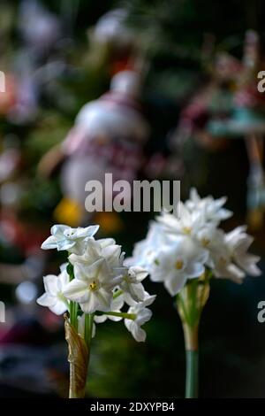 narcissus ziva, Papierweiß, zarte Narzisse, Narcissus Papyraceus Ziva, Tazetta Daffodil, weiße Blumen, Blüte, Blüten, Winter, weihnachtsblüte, Christbaumblüte Stockfoto