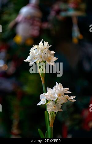 narcissus ziva, Papierweiß, zarte Narzisse, Narcissus Papyraceus Ziva, Tazetta Daffodil, weiße Blumen, Blüte, Blüten, Winter, weihnachtsblüte, Christbaumblüte Stockfoto