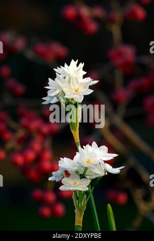 narcissus ziva, Papierweiß, zarte Narzisse, Narcissus Papyraceus Ziva, Tazetta Daffodil, weiße Blumen, Blüte, Blüten, Winter, weihnachtsblüte, Christbaumblüte Stockfoto