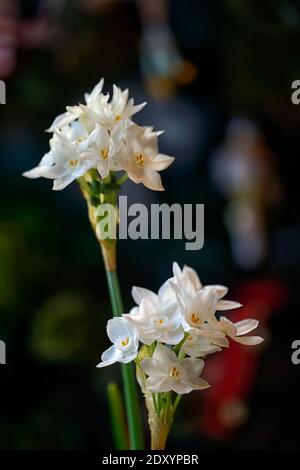 narcissus ziva, Papierweiß, zarte Narzisse, Narcissus Papyraceus Ziva, Tazetta Daffodil, weiße Blumen, Blüte, Blüten, Winter, weihnachtsblüte, Christbaumblüte Stockfoto