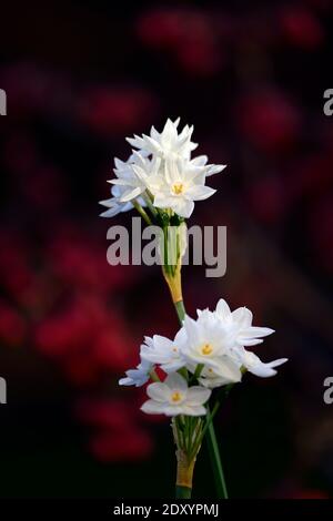 narcissus ziva, Papierweiß, zarte Narzisse, Narcissus Papyraceus Ziva, Tazetta Daffodil, weiße Blumen, Blüte, Blüten, Winter, weihnachtsblüte, Christbaumblüte Stockfoto