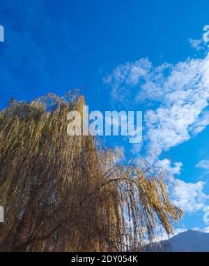 weidenbaum mit vergilbten Blättern an einem sonnigen Tag Stockfoto